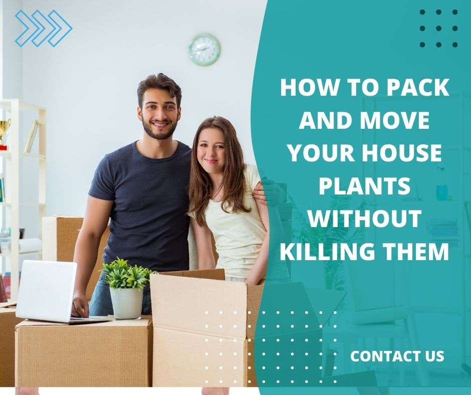How to Pack and Move Your House Plants without Killing Them